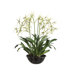 32" Brassia Orchid Plant with Terra Cotta Bowl
