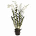 58" Dendrobium Orchid Plant with Soil and Root