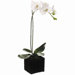 29" Phalaenopsis Orchid Plant with Basket