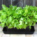 UrBin Grower