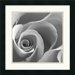 Rose Spiral II Framed Art Print Framed Decorative Art Print - 18" x 18"