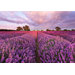 Komar Lavender Wall Mural