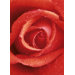 Ideal Decor Rose Wall Mural