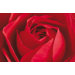 Ideal Decor Limportant Cest La Rose Wall Mural