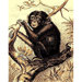 African Adventure Chimpanzee Novelty Rug