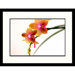 Orange Orchids on White Framed Photograph