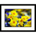Carrizo National Monument Framed Photograph