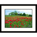 Holland Tulip Festival Framed Photograph