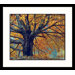 Stately Maple - Bass Lake