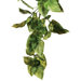 Exo Terra Plastic Amapallo Terrarium Plant