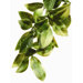 Exo Terra Plastic Mandarin Terrarium Plant