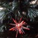 LED Starburst Tree Light (Set of 12)