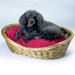 Medium Wicker Dog Basket