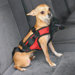 Small Dog Safety Harness in Red