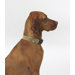 Dog Collar