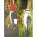 Two Assorted Woodpeckers Ornament