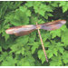 Staked Dragonfly Statue