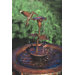 Copper Hummingbird Dripper / Fountain