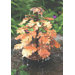 Oak Leaf Dripper Statue