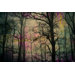 Night Sight Wall Art