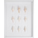White Spindle Shells Art