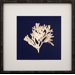 Gold Leaf Kelp on Navy Paper I Art