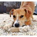Ring Dog Toy