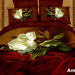 Amore 6 Piece Full / Queen Duvet Cover Set