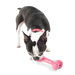 Big Orbee Tuff Bone Puppy Toy