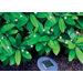 40 Light Solar Light Chain