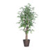 Blue Ridge Fir Executive Japanese Maple Tree