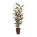 Natural Wood Birch Tree