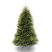 Dunhill Fir 7.5' Tree