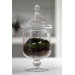 Grazed and Confused Assembled Terrarium