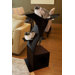 The Little Lotus Cat Stand in Espresso