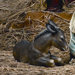 20" Color Donkey Figurine