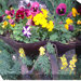 Pansies and Posies Outdoor Canvas Art