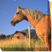 Palomino Sunrise Outdoor Canvas Art