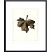 Norway Maple Metal Framed Art Print