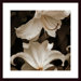 White Lilies Wood Framed Art Print