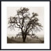 Country Oak Tree Metal Framed Art Print