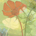 Poppy Shadows Gallery Wrapped Canvas