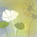 Poppy Shadows II Gallery Wrapped Canvas
