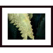Agave Thorns Wood Framed Art Print