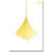 Ginko Leaf in the Sun by Kurt Shaffer, Canvas Art - 24" x 16"