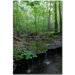 Tiny Forest Falls by Kurt Shaffer, Canvas Art - 24" x 16"