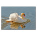 Floating Swan by Lois Bryan, Canvas Art - 22"  x 32"