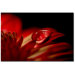 Red Drop by Philippe Sainte-Laudy, Canvas Art - 22" x 32"