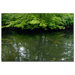 Maple Marsh Reflections by Kurt Shaffer, Canvas Art - 16" x 24"