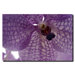 Orchid veins by Kurt Shaffer, Canvas Art - 24" x 32"